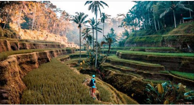 Pengusaha Wisata Bali: Industri Pariwisata di Bali Praktis bisa disebut Mati