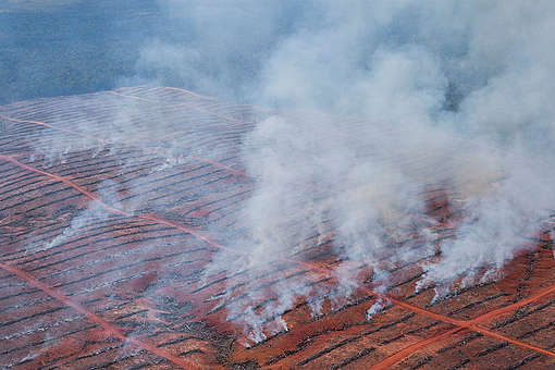 Investigasi Greenpeace: Pembakaran Disengaja Untuk Ekspansi Perkebunan Kelapa Sawit di Papua